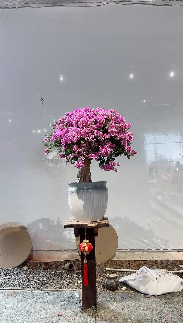 【闪购商品】盆景巴西紫