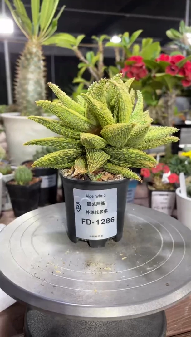 园艺芦荟FD-1286