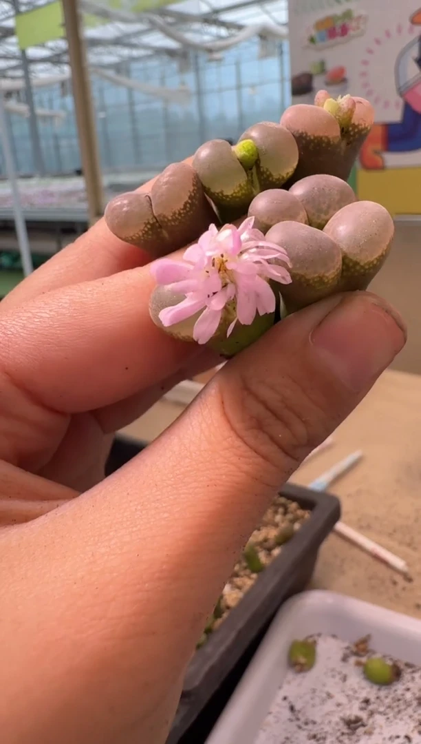 多肉植物肉锥4-228