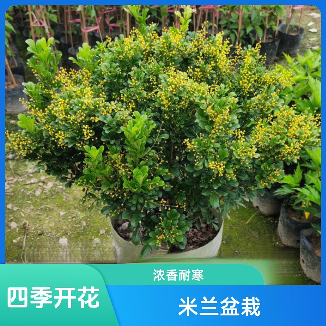 正宗四年浓香型米兰原生香水米兰爆花球型大冠幅四季花卉绿植盆栽