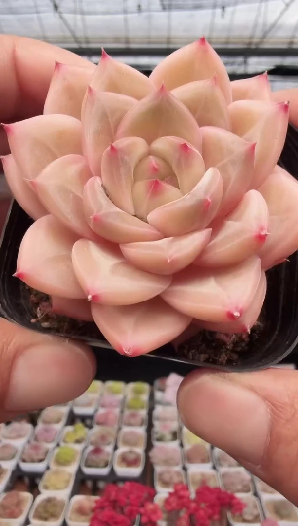 东云多肉园新款-149