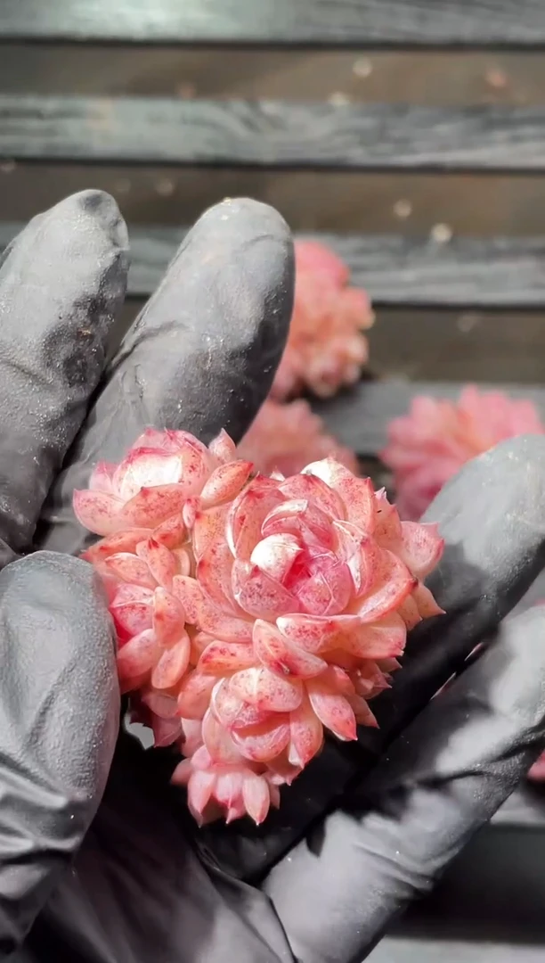 18-16厂牌群3-4厘米不包整散量拍发一颗