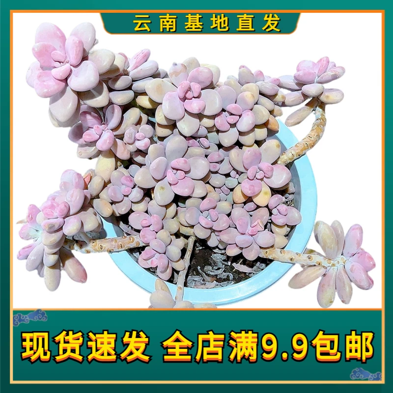 【大老桩桃蛋 满9.9包邮】星花怒放阳台露台办公多肉植物栽种养护