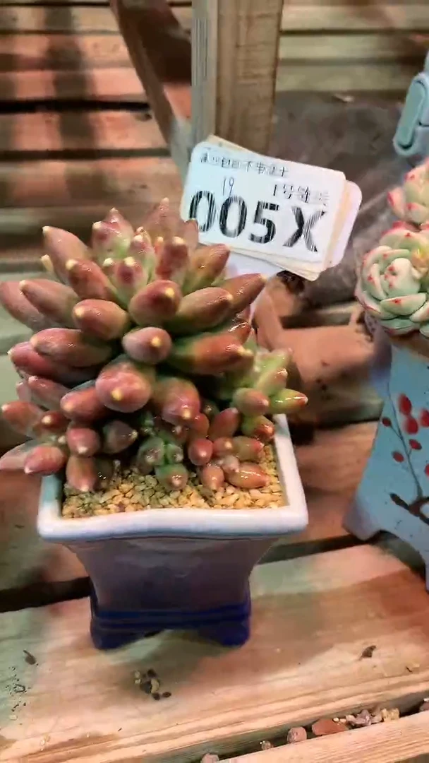 【闪购商品】005XXX