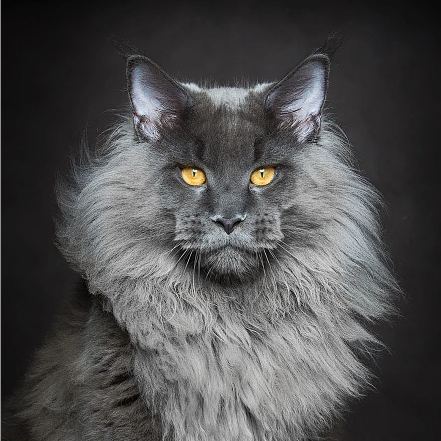 喵大人驾到-高端款烟灰缅因猫