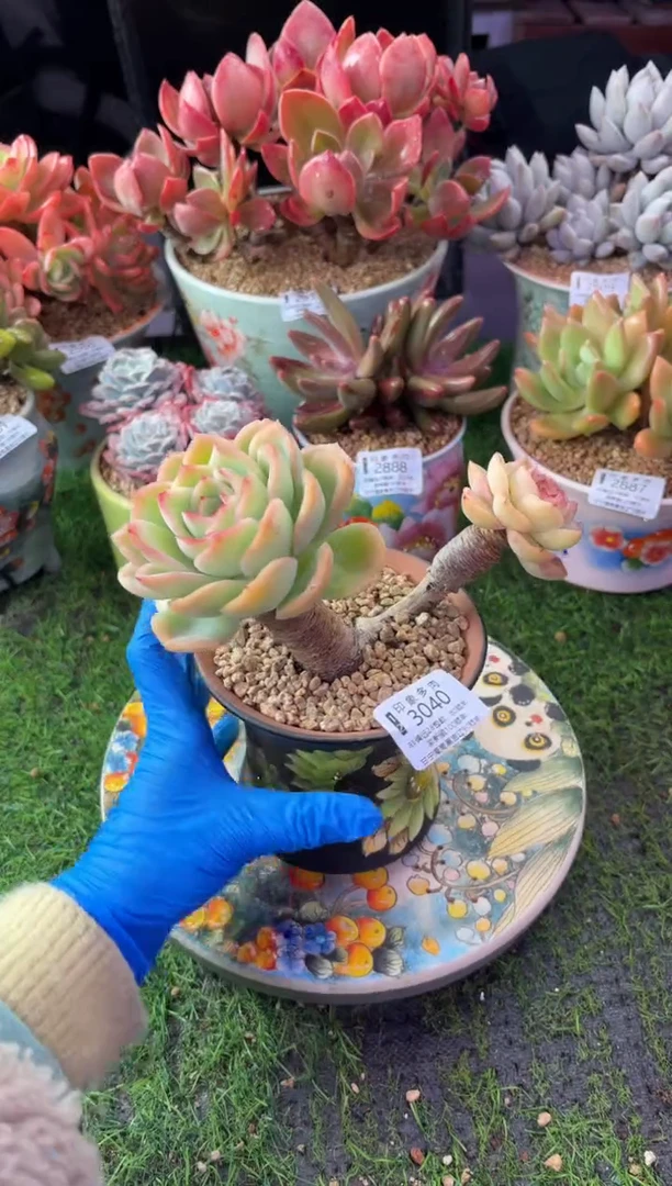 昆明印象多肉3040