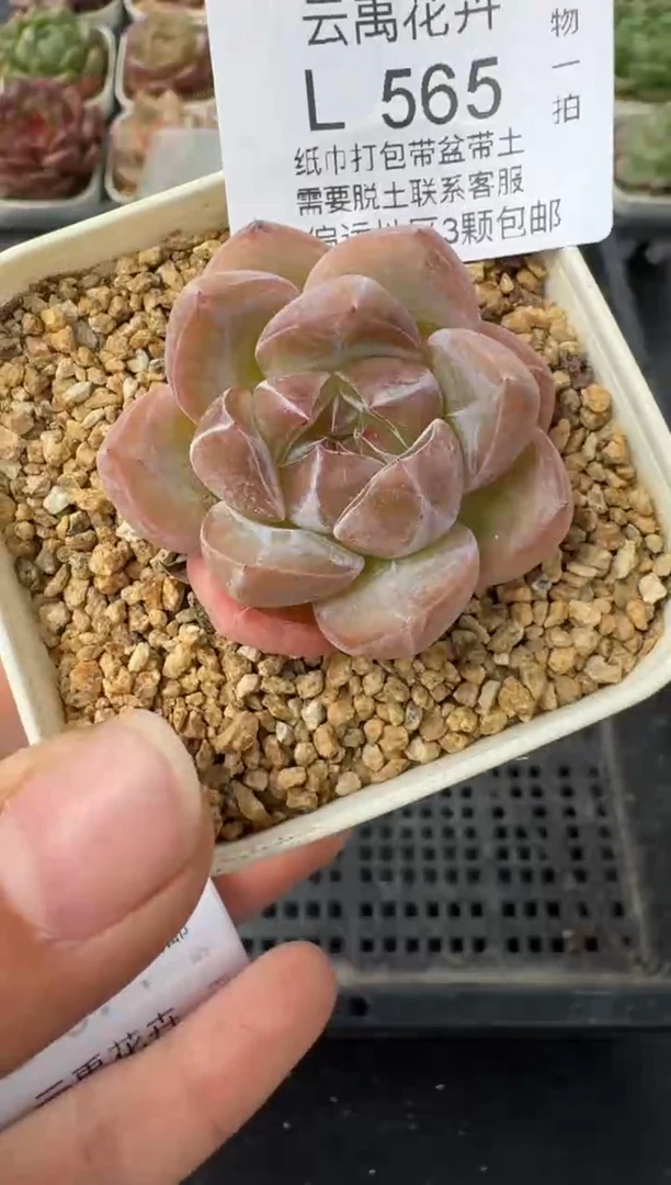 565L当天拍3颗包柚 带盆土纸巾打包 云禹花卉 珍妮多肉植物