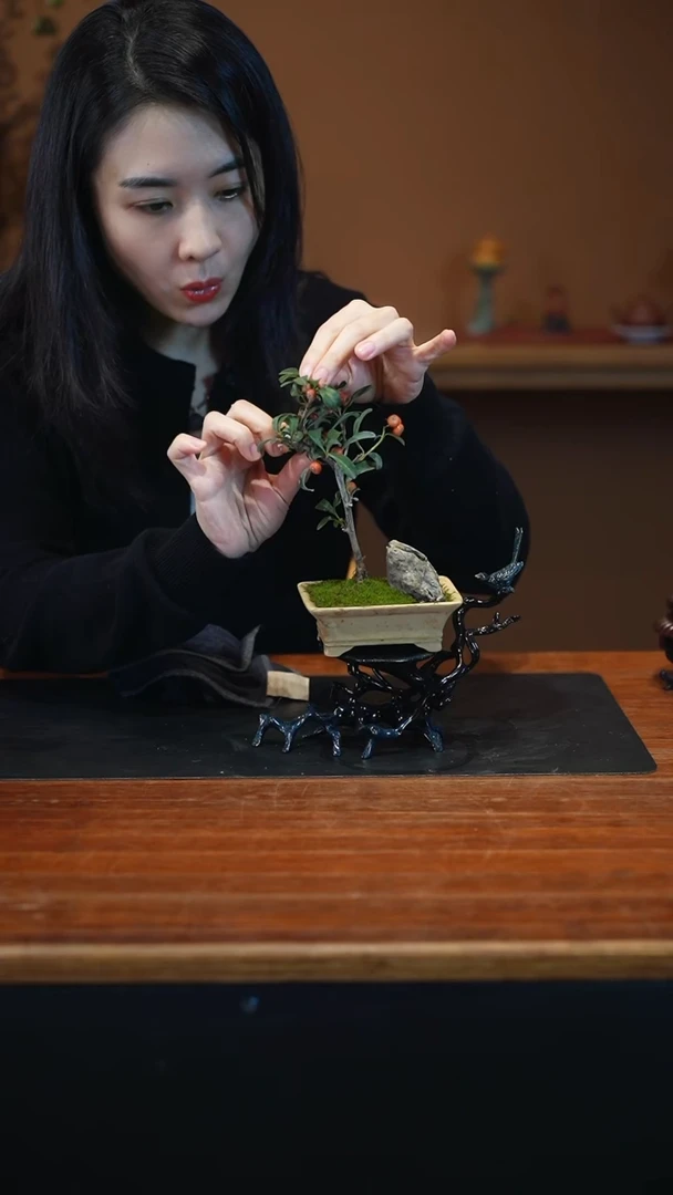 全部花朵火棘盆景盆景盆景