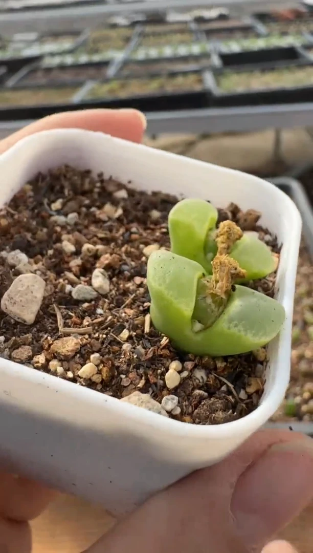 【闪购商品】7-274