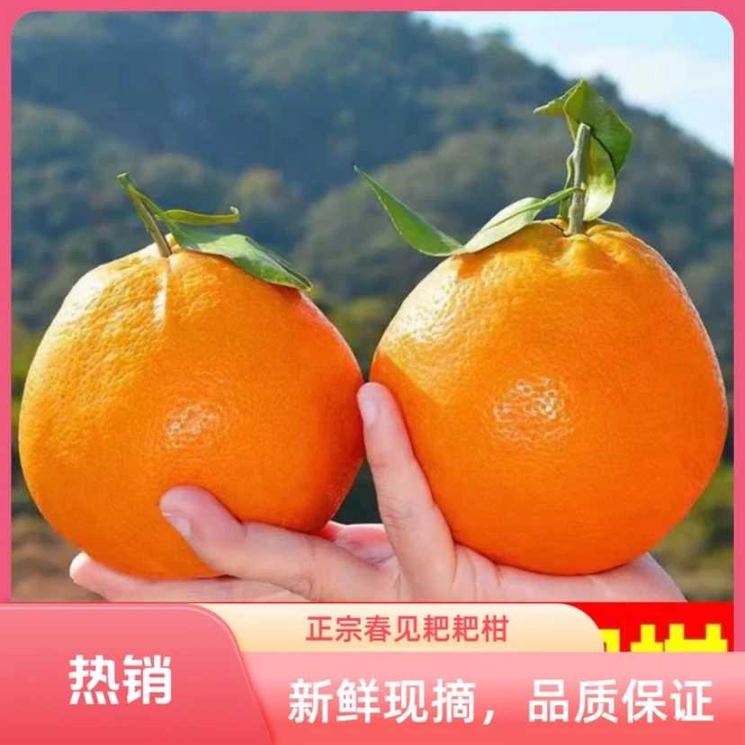 四川春见耙耙柑正宗四川眉山春见耙耙柑新鲜应季水果包邮甜爆汁