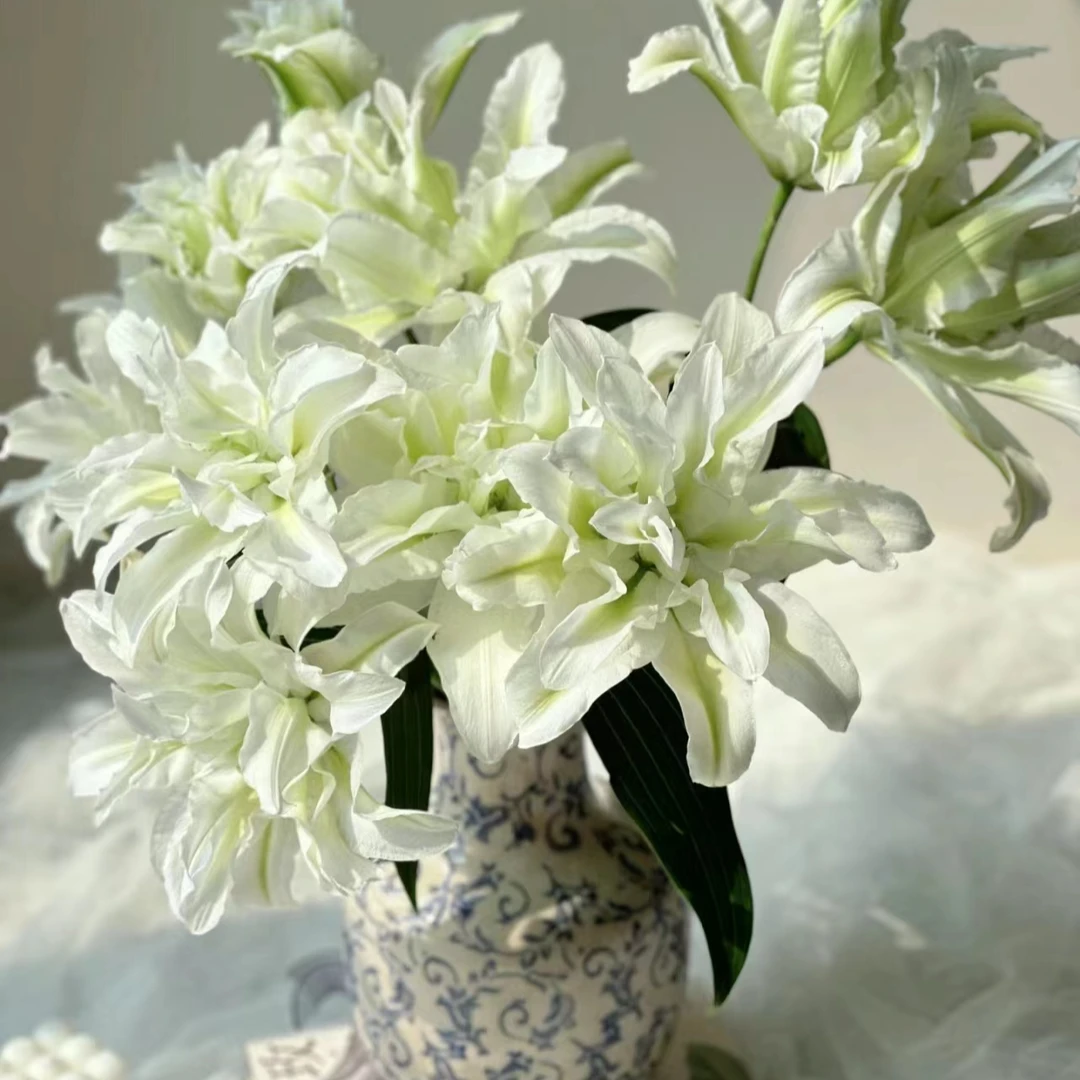 A级 三头【艾莎重瓣百合】栀子柠檬清香 夏天小清新叶子