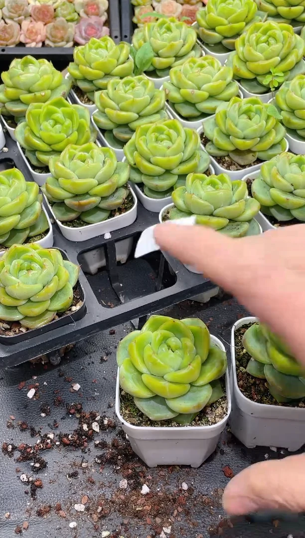 143翡翠珍妮    量拍