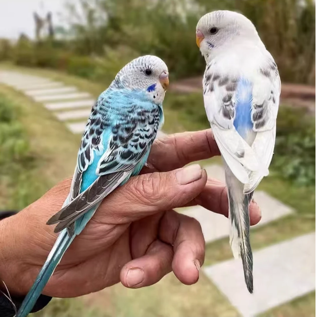 2只彩色好看的彩色鹦鹉