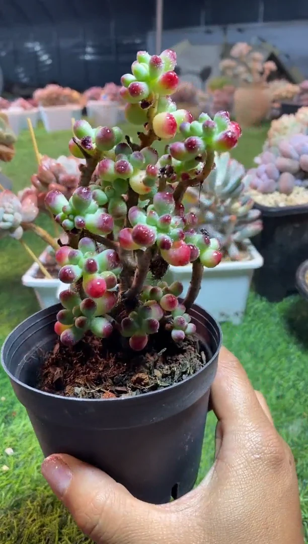 【闪购商品】0150a