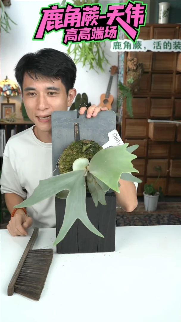 不开花植物D881-银狐