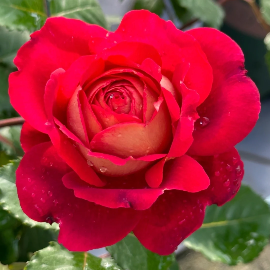 1.5加仑马萨德医生成都露天月季 独杆扦插原盆原土带花苞发货