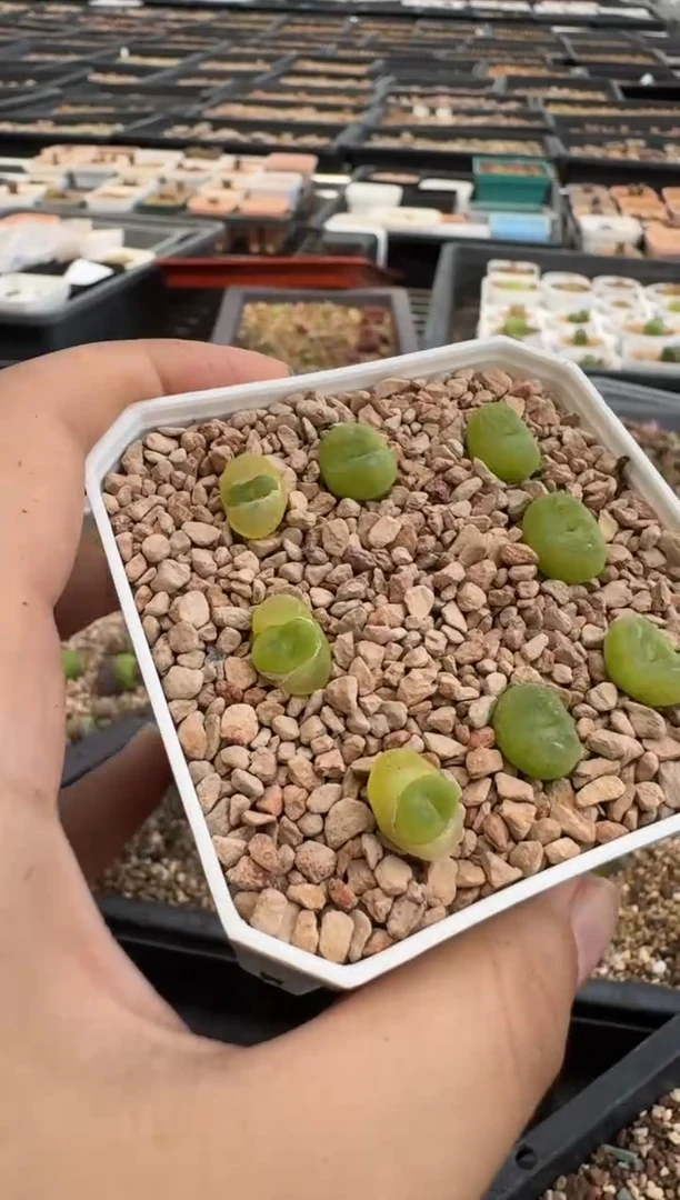 8-17多肉植物肉锥