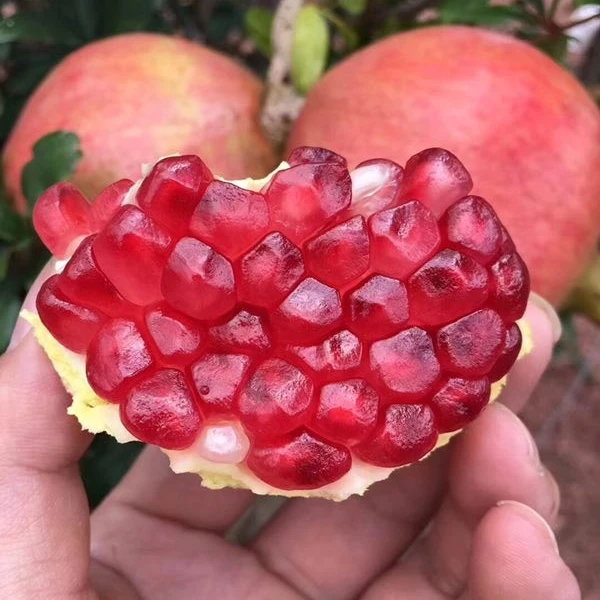 临潼硬籽石榴新鲜采摘酸甜多汁当季水果自然生长不是软籽石榴