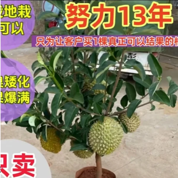 正品改良矮化猫山王金枕头榴莲耐寒盆栽地栽果树苗南方北方