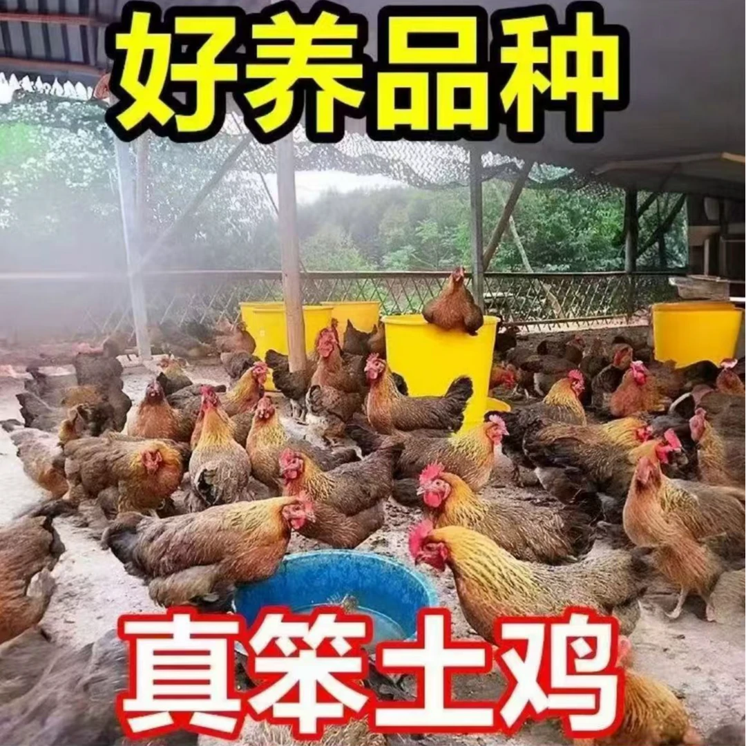 【顺丰】散养黑脚麻羽土鸡  长尾鸡  宠物鸡 买四送三