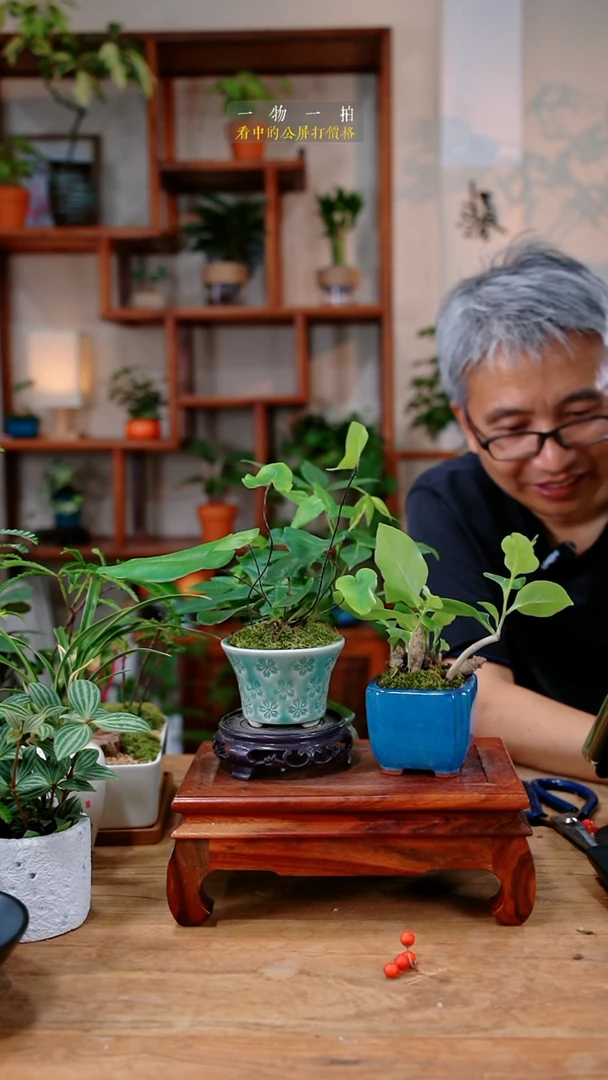 不开花植物奶*三七组合
