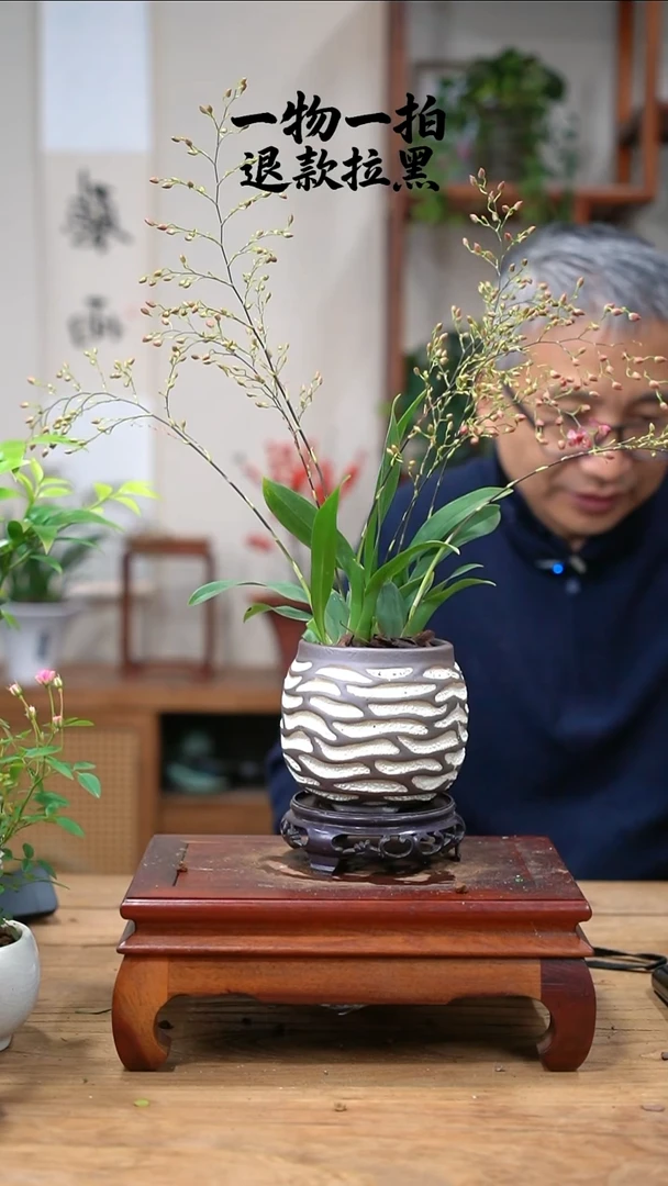 完全开放&**&文心兰445