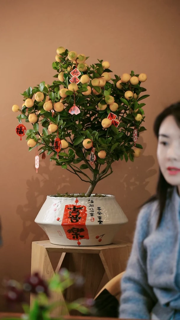 【闪购商品】盆景大金橘