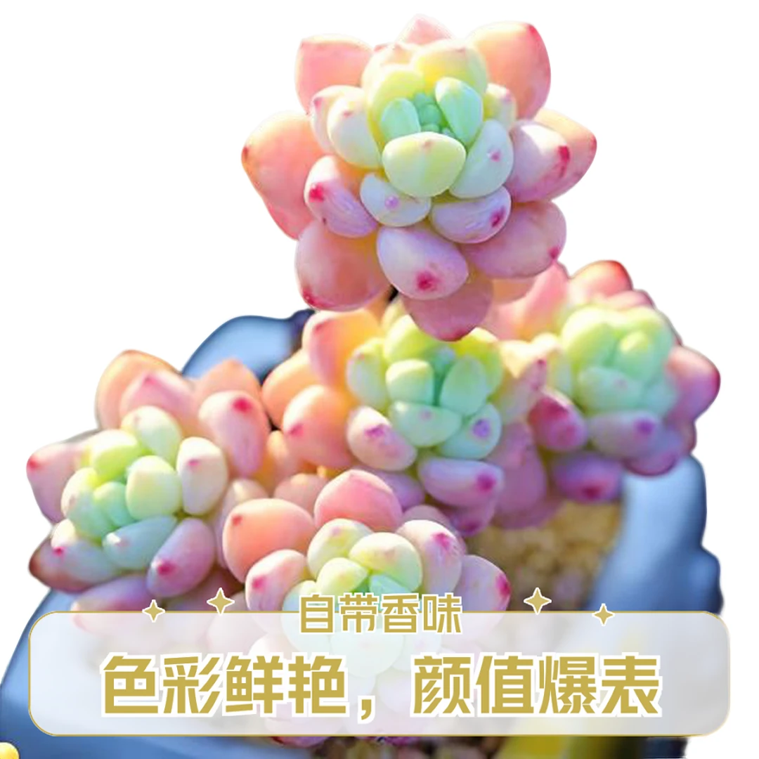 罗琦多肉植物劳尔肉嘟嘟有香味办公室阳台小盆栽绿植