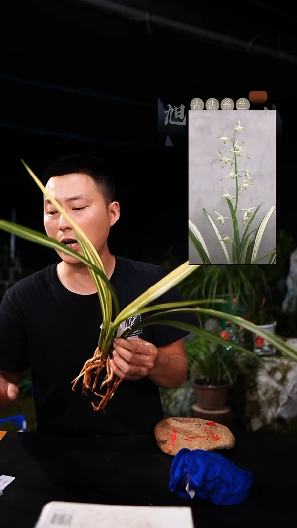 当前无花栽培后可以开花墨兰 白玉素锦前垄子母2苗 一物一拍
