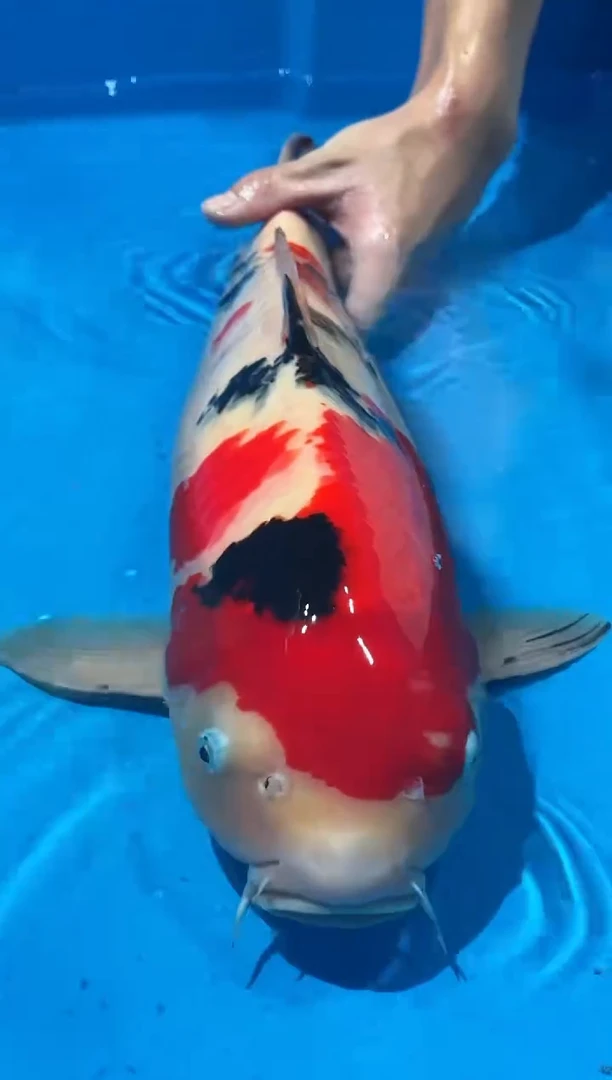 锦鲤佛山金隆锦鲤直播专用闪购链接，不支持7天无理由退货退款