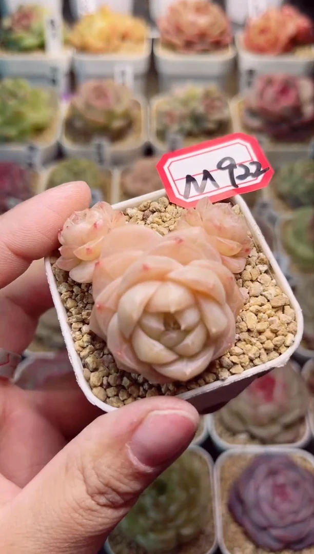 【闪购商品】M922夏末群一物一拍