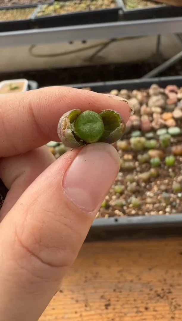 【闪购商品】7*-164