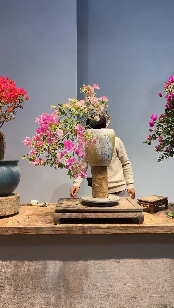 以实际为准E*A三角梅46