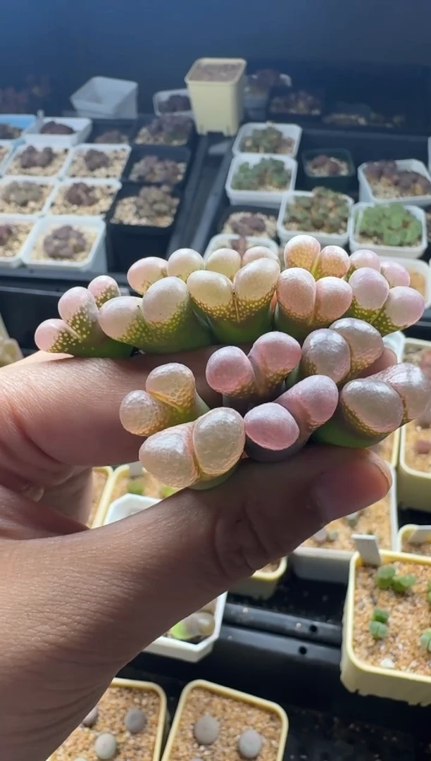 390多肉植物肉锥一颗