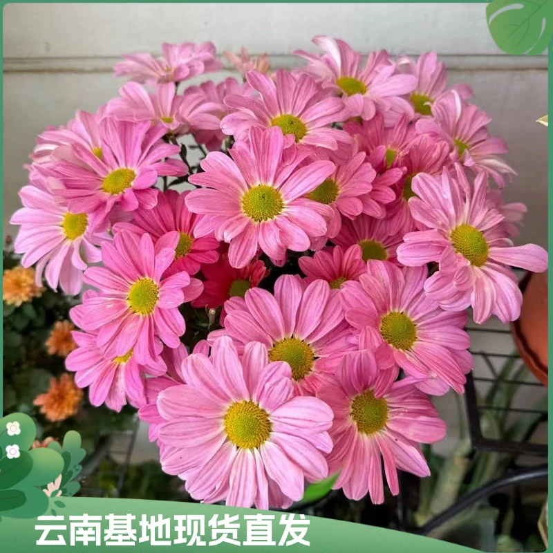 【微风公主】小菊盆栽好养花期长带花苞多年生阳台庭院地栽基地直发