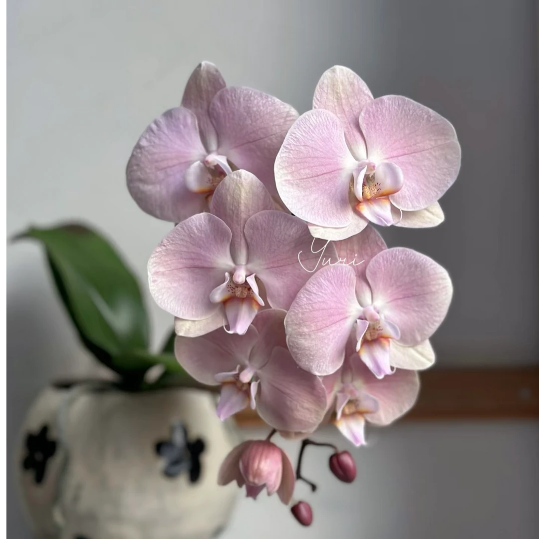 蝴蝶兰·罗马（3.0寸种苗）