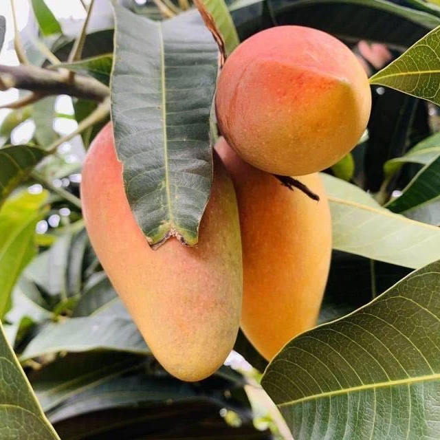 【新疆包邮】海南贵妃芒大果，皮薄核小，果肉饱满