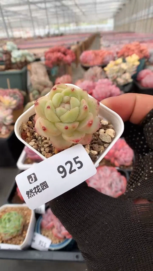 925干冰一物一拍