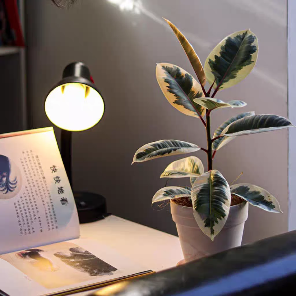 【花金刚】花叶橡皮树坦尼克室内室外盆栽地栽阳台庭院好养绿植