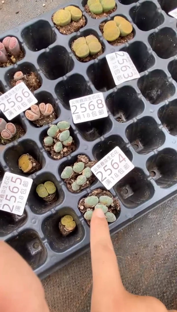 2568特价口笛有瑕疵发货3颗量拍