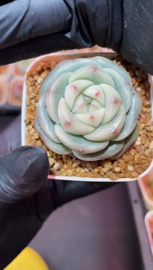 闪购074 翡冷翠多肉一颗