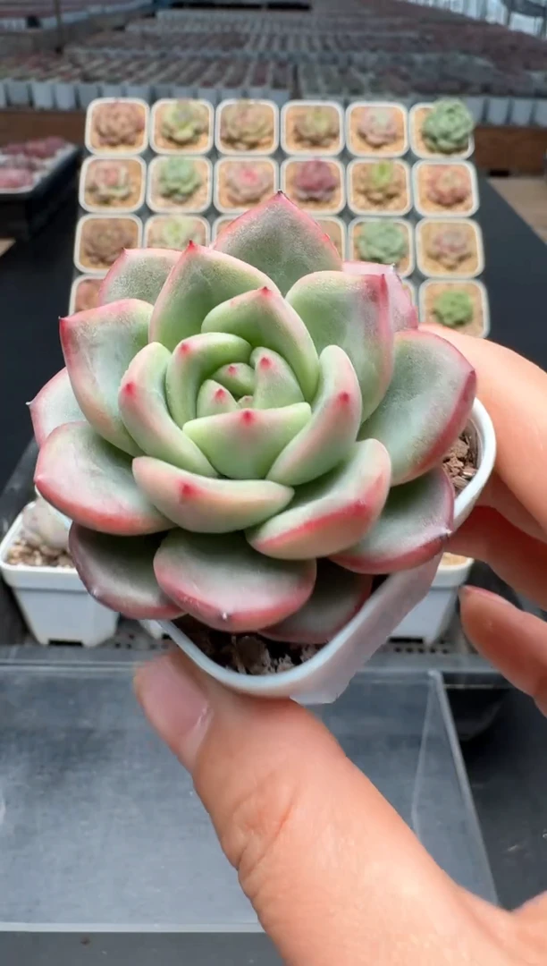 【闪购商品】325号 珍妮杂交多肉 花卉植物