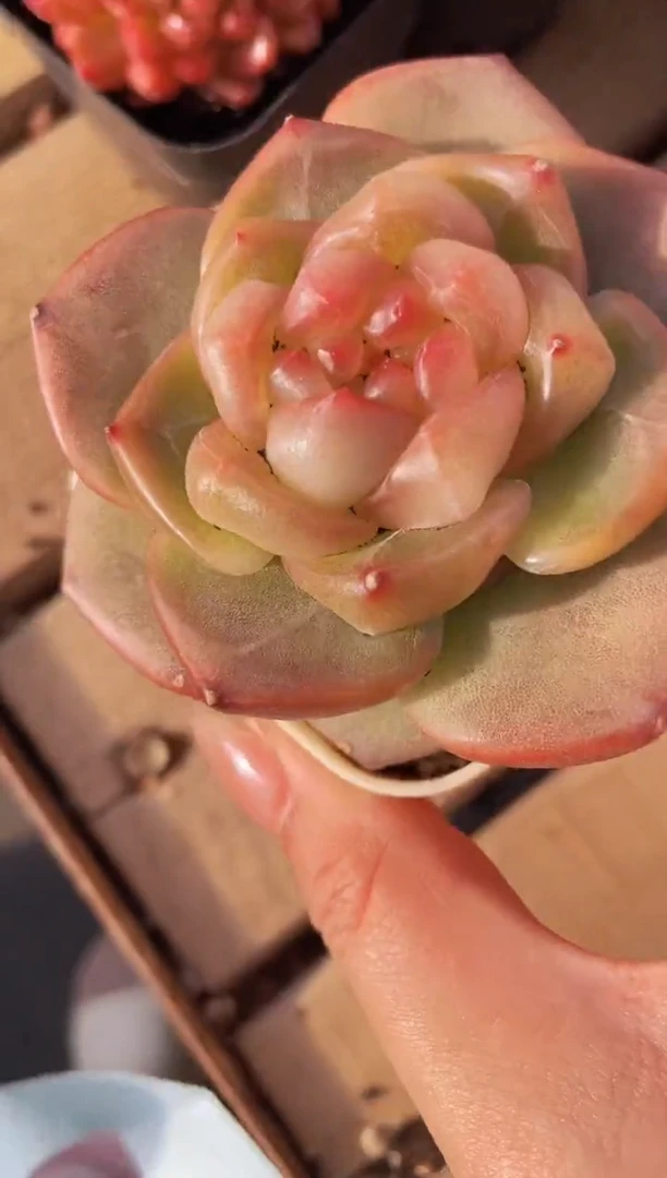 【闪购商品】507新珍妮多肉