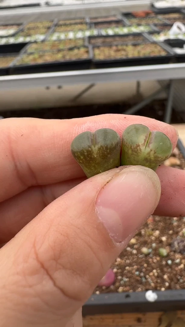 【闪购商品】6--59