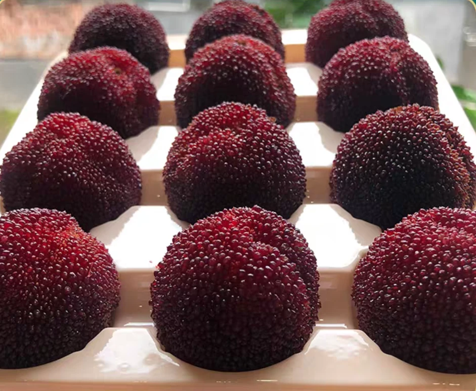 篮子装浙江东魁杨梅当季新鲜水果现摘现发大杨梅顺丰冷链精美礼盒