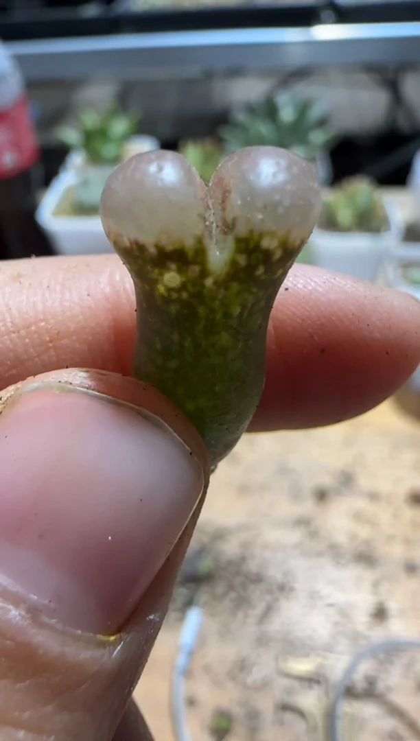 【闪购商品】9-491