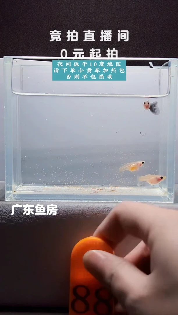 孔雀鱼超透玻璃猫三只编号88