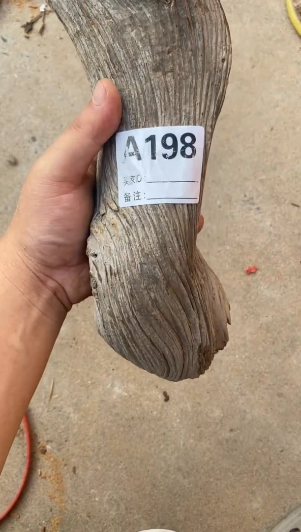 柏木太行山陈化崖柏切片一片
