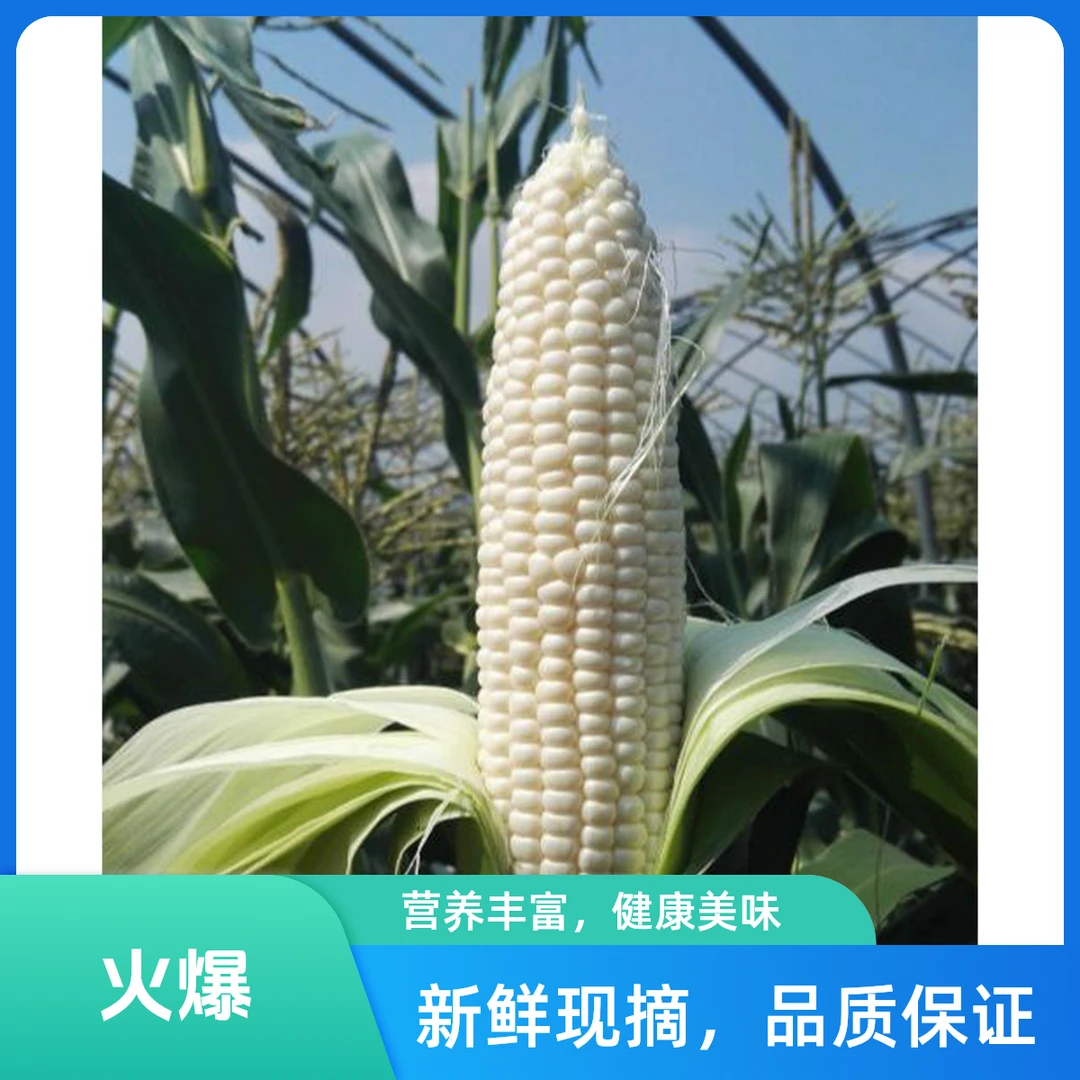 多地新鲜现摘白糯玉米香甜黏嫩带壳当季水果玉米