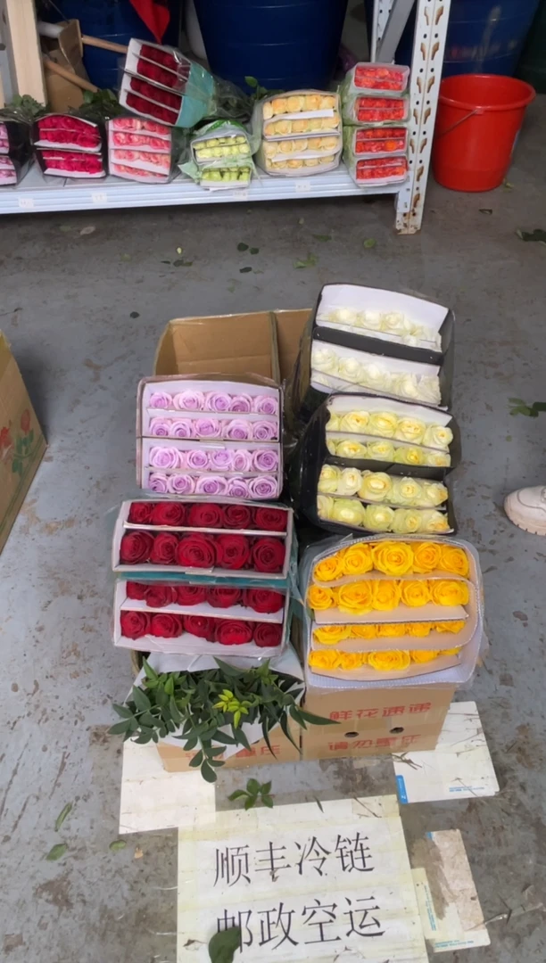 奶油杯+海洋之歌+金枝+骄傲+高原红+九星叶